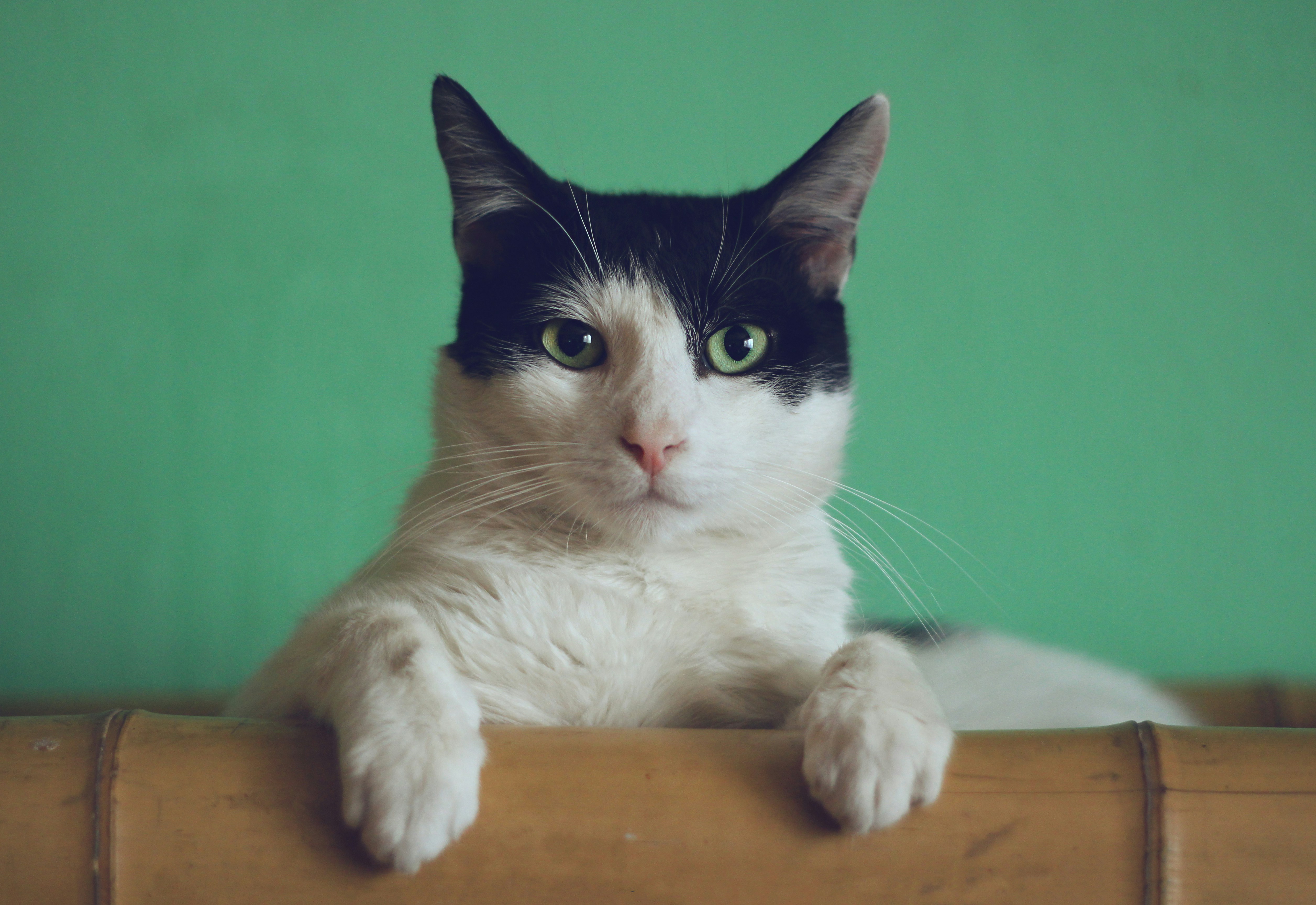 ฉลาก NIIMBOT สำหรับร้านสัตว์เลี้ยงและธุรกิจ Pet Care